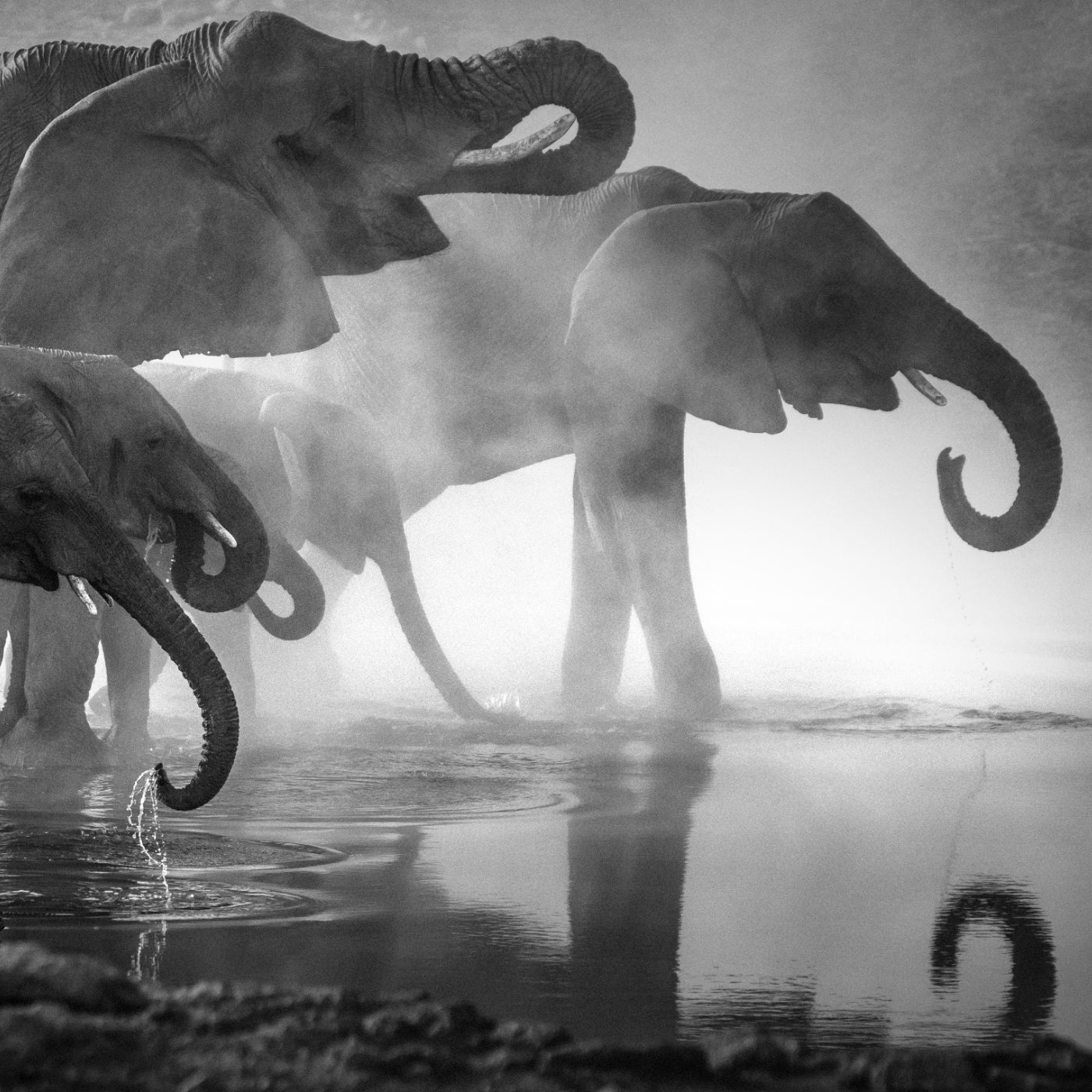 Ambient Lighting Powder Elephant Edition — палетка с изображением слона